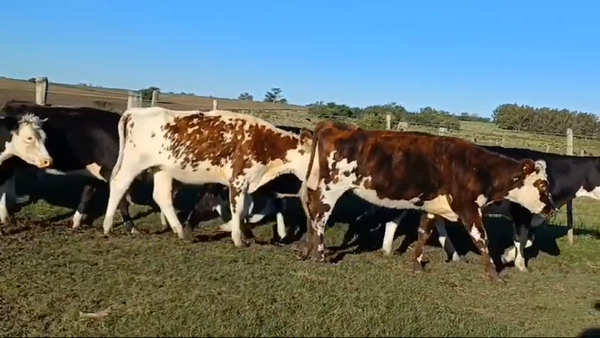 Lote 11 Vaquillonas 1 a 2 años NORMANDO - HEREFORD/ ANGUS 280kg -  en PUNTAS DEL PERDIDO