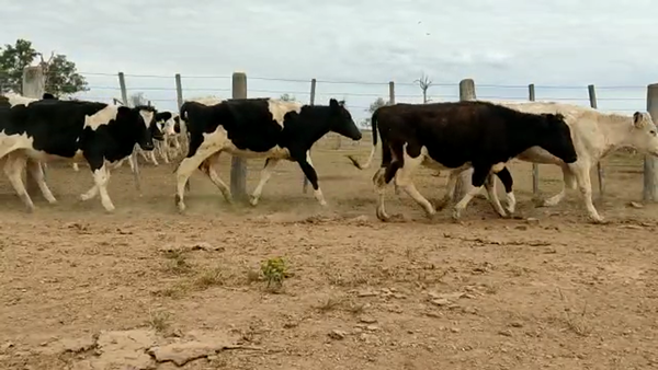Lote Chapero Juan - Vaq. para entorar