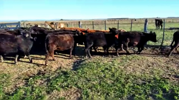 Lote 60 TERNS. MACHOS Y HEMBRAS, LOBERIA, PCIA. DE BS. AS.