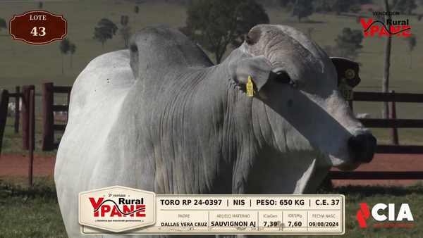 Lote Lote 43