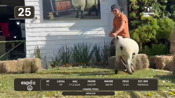 Lote LOTE 25 - BOZAL