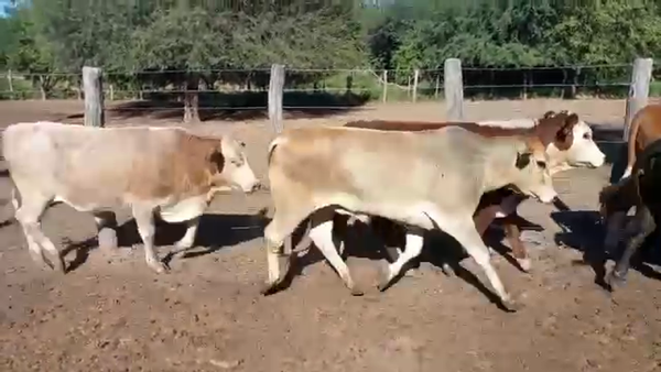 Lote 360 Novillitos en J.J. Castelli, Chaco
