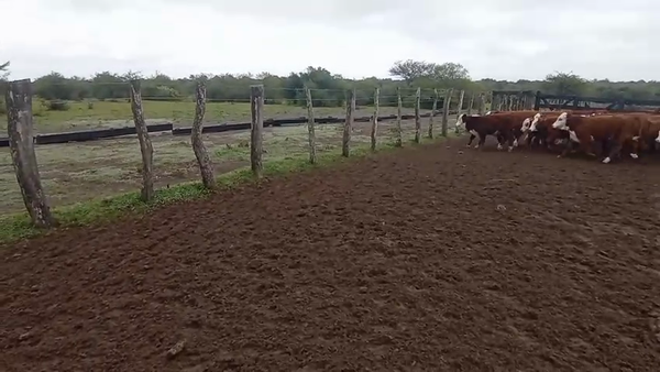 Lote 100 Terneros/as