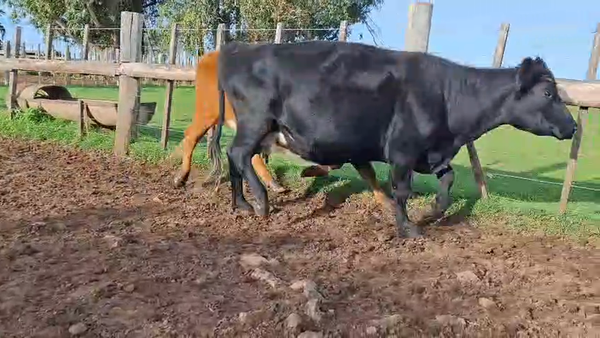 Lote VACAS PREÑADAS
