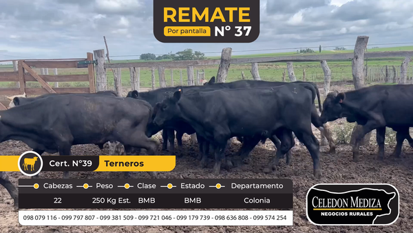 Lote 22 Terneros en La Horqueta, Colonia