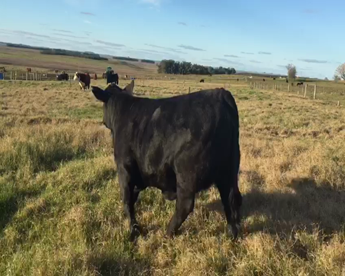 Lote BETUM BELUA MR CLASSIC 23 T.E LOS NONOS 89 TABASCO