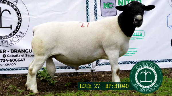 Lote RP B1040