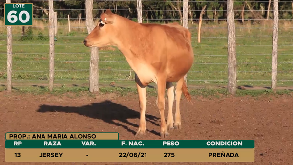 Lote HEMBRAS LOTE 60
