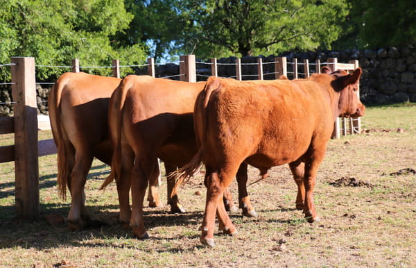 Lote Toro Red Angus