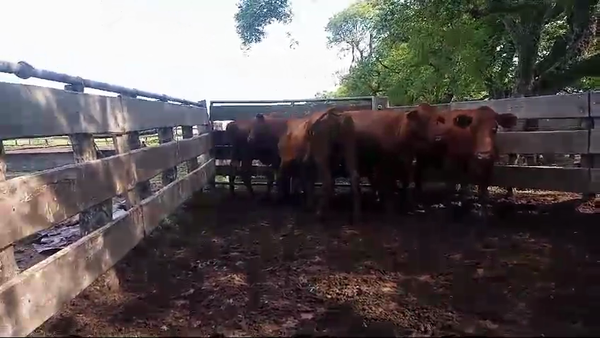 Lote 5 Vacas de invernar