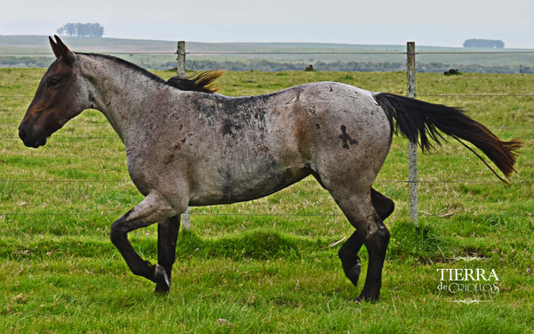 Lote Trasnochada La Serranera