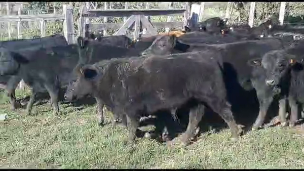 Lote 35 Terneros Angus