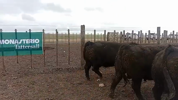 Lote Toros
