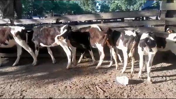 Lote (Vendido)7 Terneras Holando HOLANDO 160kg -  en COLONIA SUIZA
