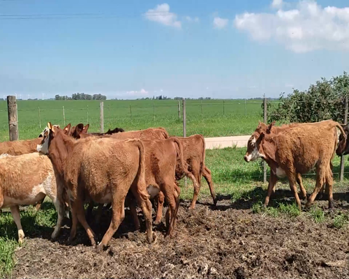 Lote (Vendido)13 Terneras 6 RA X HE,  2 AA,  1 HE,  1 AA X NO,  2 RAA Y 1 RA X HE 175kg - , Colonia