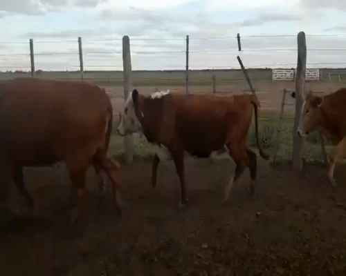 Lote 102 vacas preñadas - Ambrosetti Pcia Santa Fe