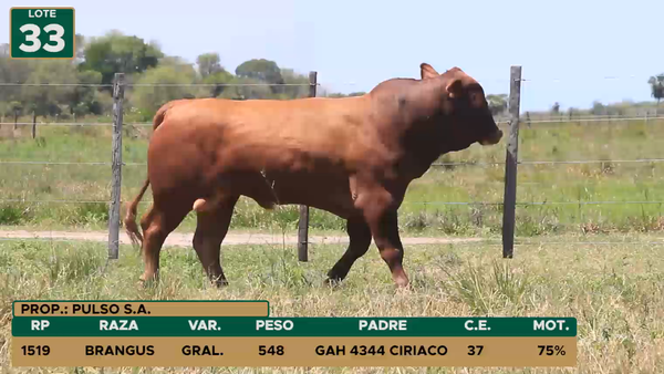 Lote TOROS LOTE 33