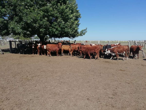 Lote 55 Terneras en Federal, Entre Ríos