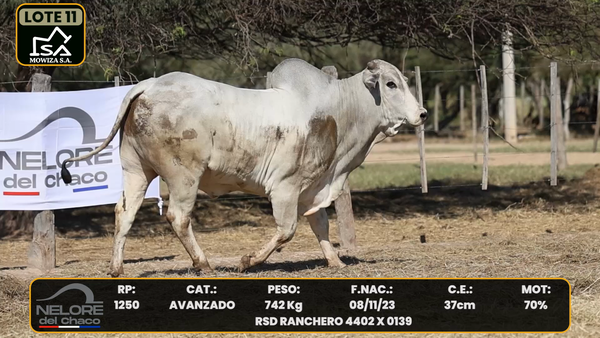 Lote LOTE 11