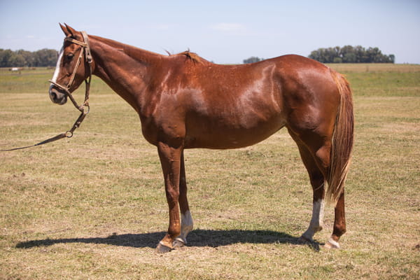 Lote YAPA HISTORIA(MACHITOS KRUPA-ANAY SUR ANGELITA)