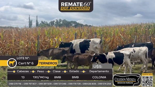 Lote 13 Terneros en La Horqueta, Colonia