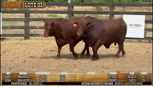 Lote LOTE 53- POR PANTALLA