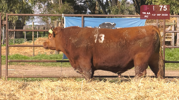 13(*) 3030 — TOROS ANGUS COLORADOS  PC