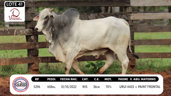 Lote LOTE 41