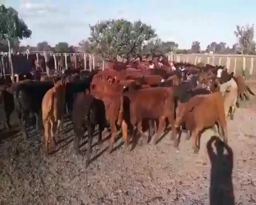 Lote 110 Terneros/as en Federal, Entre Ríos