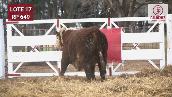 Lote Toro PR