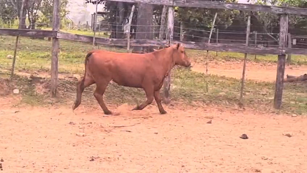 Lote Vaquillas Brangus 355kg -  en Cnel. Oviedo