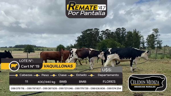 Lote 11 Vaquillonas  en Otra Localidad, Flores