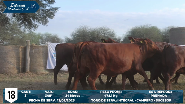 Lote LOTE 18