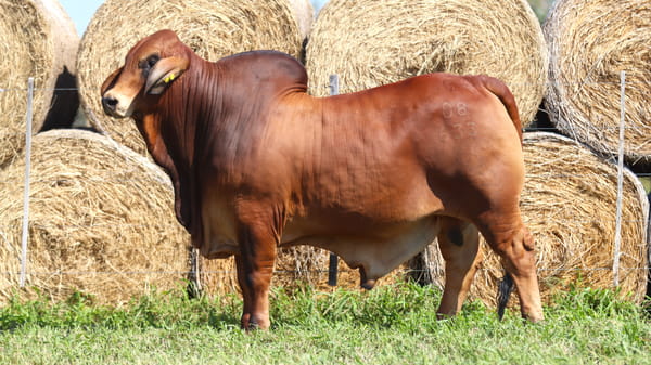 Lote LOTE 51