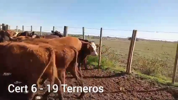 Lote TERNEROS