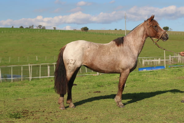 Lote SANTA GLORIA CIGARRA
