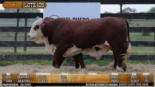 Lote LOTE 105 - PANTALLA