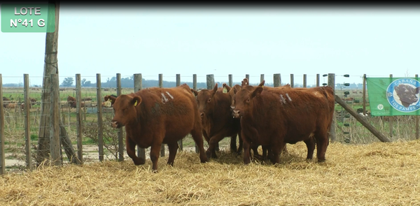 Lote VAQUILLONAS GENERALES 15 MESES - PREÑADAS - PARICION PRIMAVERA