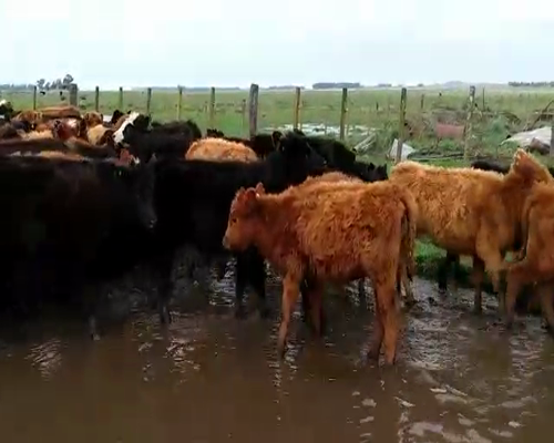 Lote 50 Terneras en Olavarría, Buenos Aires