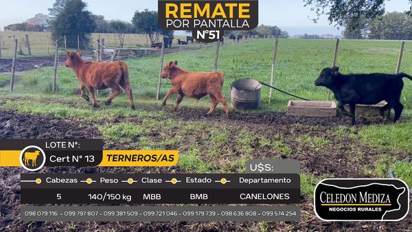 Lote 5 Terneros y Terneras en Otra Localidad, Canelones