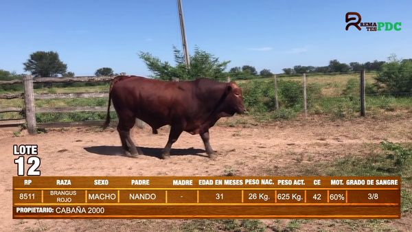 Lote TORO BRANGUS ROJO - CABAÑA 2000