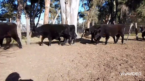 Lote 70 Terneros en Tapalqué, Buenos Aires