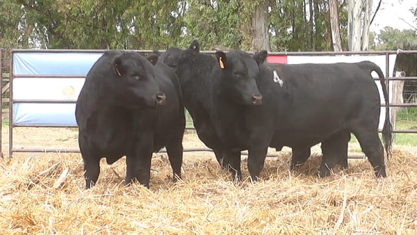 Lote TOROS ANGUS NEGROS PC