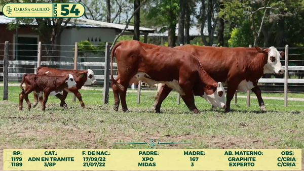 Lote LOTE 54