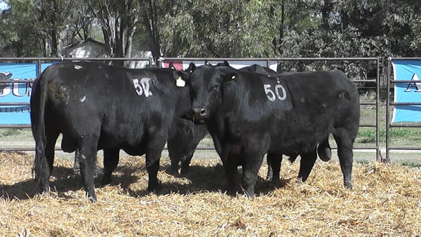 Lote TOROS ANGUS NEGROS PC
