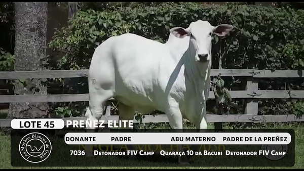 Lote LOTE 45