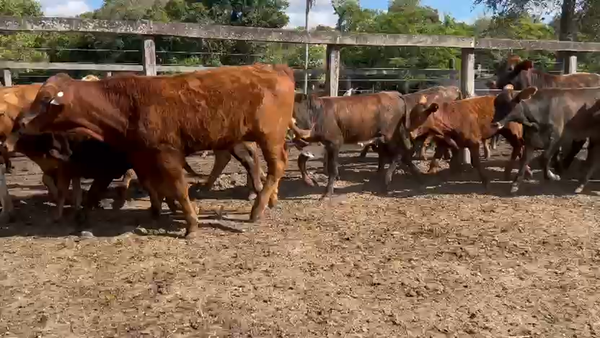 Lote 70 Terneros/as