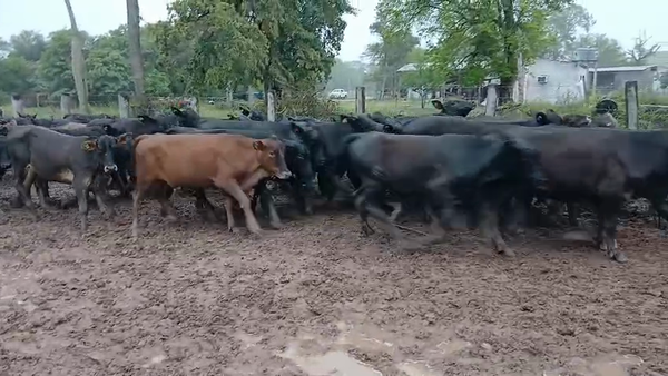 Lote 60 Novillitos