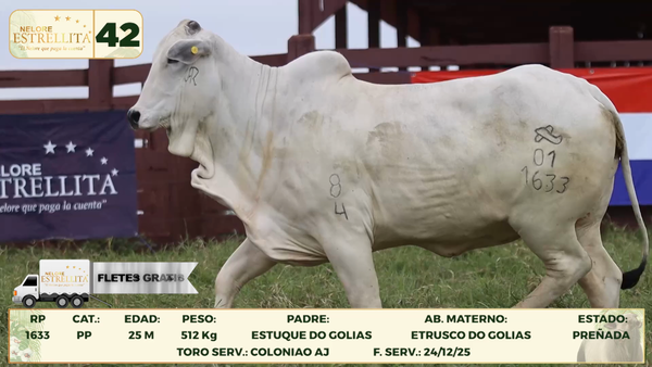 Lote LOTE 42