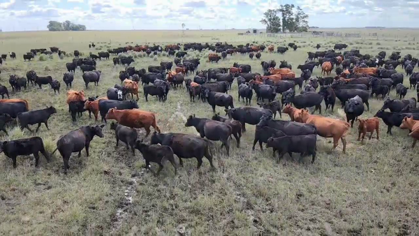 Lote 75 Terneros en Olavarria